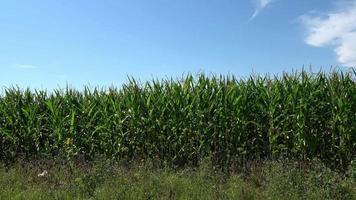 View of a tall field with corn plant in sun and clouds. video