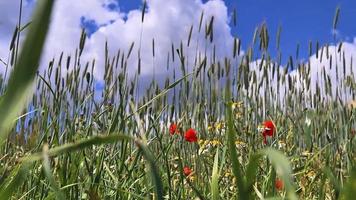 Beautiful red poppy flowers papaver rhoeas in a golden wheat field moving in the wind. video