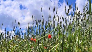 Beautiful red poppy flowers papaver rhoeas in a golden wheat field moving in the wind. video