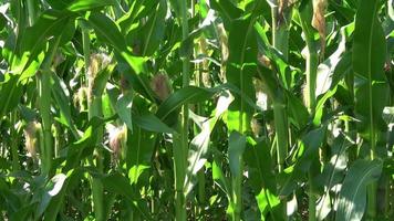 View of a tall field with corn plant in sun and clouds. video