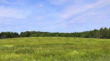 View of a tall field with corn plant in sun and clouds. video
