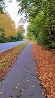 se av de styrning hjul av en rör på sig cykel i ett höstlig landskap med massor av löv. video