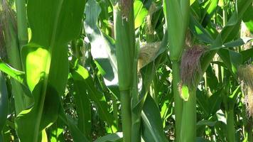 View of a tall field with corn plant in sun and clouds. video