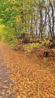 visie van de stuurinrichting wiel van een in beweging fiets in een herfst- landschap met veel van bladeren. video