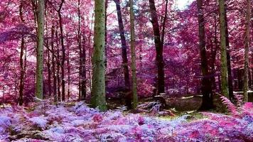 Infrared panoramic view into a pink and purple forest landscape video