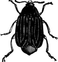 Bean Weevil, vintage illustration. vector