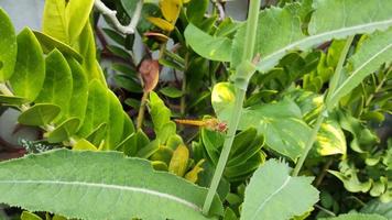 dragonfly perched on the stem of the plant video