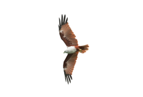 Hawk on isolated png