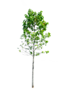 small Green tree isolated png