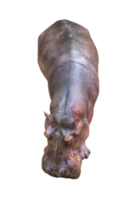nijlpaard Aan geïsoleerd png