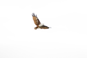 hawk on isolated png