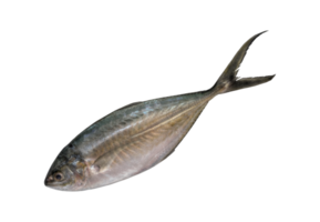 tropisk fisk stort öga trevally png