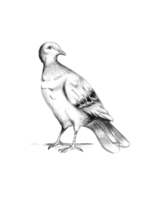 Dove illustration isolated on transparent background png