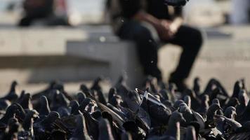 animale uccello piccioni su il terra nel città vita video