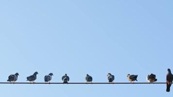 Pigeons on the Pole and Electric Wire
