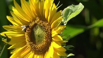 hermoso girasol con una abeja moviéndose lentamente en el viento frente a un campo de cultivo. video