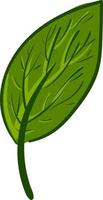 Green leaf, illustration, vector on white background.