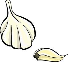 Piece of garlic, illustration, vector on white background