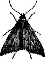 Owlet Moth or Aletia argillacea, vintage illustration. vector