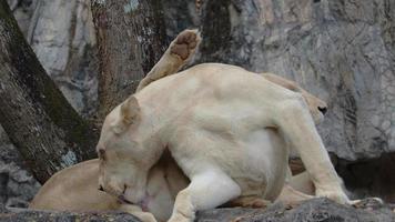 leão branco descansando na natureza e tendo seus olhos azuis escuros video