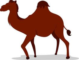 One humped camel, illustration, vector on white background.