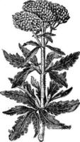 Eupatorium cannabinum vintage illustration. vector