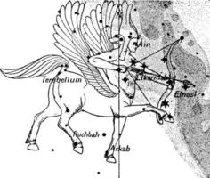 Sagittarius Constellation vintage illustration. vector