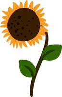 Big sunflower, illustration, vector on white background.