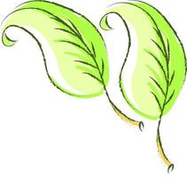 Green leaves, illustration, vector on white background.