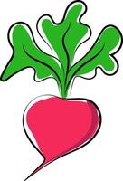 Radish, illustration, vector on white background.