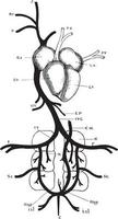 Pigeon Venous System, vintage illustration vector