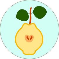 Quince fruit, illustration, vector on white background.