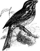 Sparrow Song Sparrow Melospiza melodia, vintage illustration vector