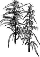 ilustración vintage de la planta de cáñamo. vector