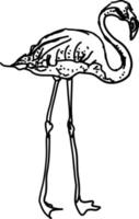 Flamingo drawing, illustration, vector on white background.