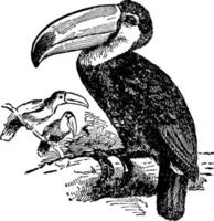 Toucan or Rhamphastos , vintage illustration. vector