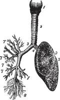 Respiratory System, vintage illustration. vector