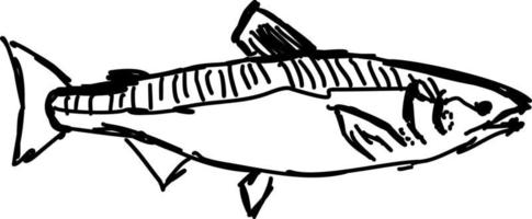 Fish sketch, illustration, vector on white background.