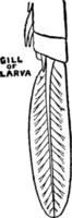 Mayfly Larva Gill, vintage illustration. vector