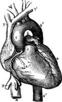 Heart, vintage illustration. vector
