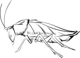 Cockroach drawing, illustration, vector on white background.