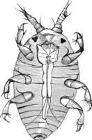 American Phylloxera., vintage illustration. vector