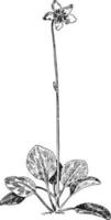 ilustración vintage de pirola de una flor. vector
