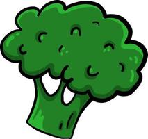 Delicious broccoli, illustration, vector on a white background.