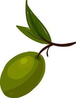 Green olive, illustration, vector on white background.