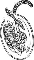 liberación de esporas, ilustración vintage vector