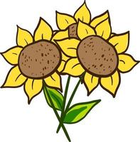 Sunflower, illustration, vector on white background.