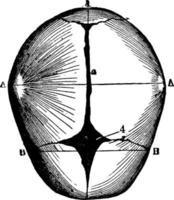 Human Skull at Birth, vintage illustration. vector