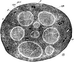 Section of the Internal Saphenous Nerve, vintage illustration. vector