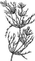 chara charophyte algas verdes, ilustración vintage vector